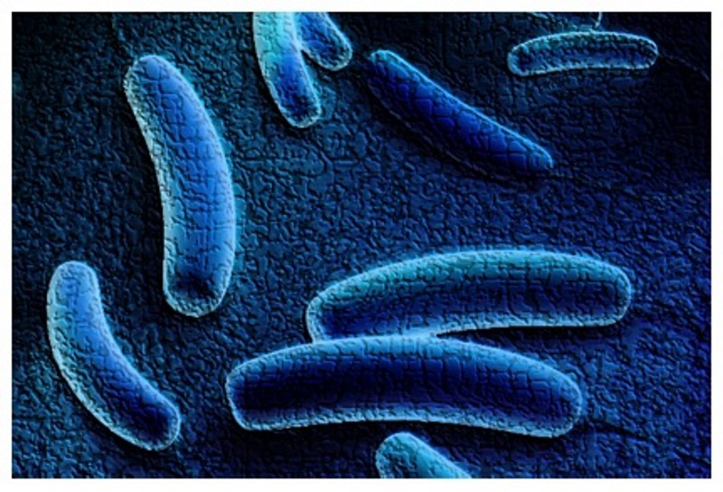Legionella pneumophila – bakteria niebezpieczna dla człowieka