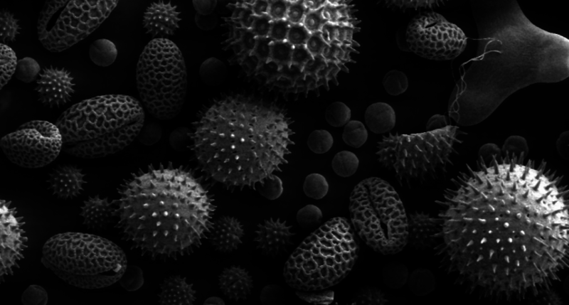 Porady dotyczące jakości powietrza i alergii od Fundacji Allergy UK